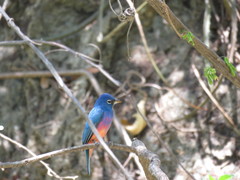 Passerina rositae