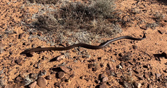 Pseudonaja aspidorhyncha