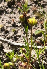 Brachyscome perpusilla