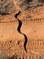 Pseudonaja aspidorhyncha
