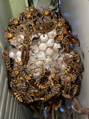 Polistes jokahamae