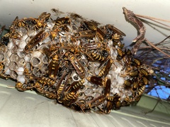 Polistes jokahamae