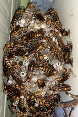 Polistes jokahamae
