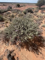 Eremophila rotundifolia