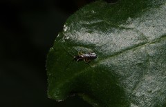 Orthocentrinae