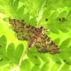 Nacoleia satsumalis