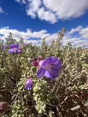 Eremophila rotundifolia