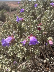 Eremophila rotundifolia