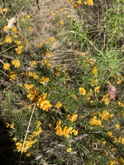 Dillwynia sieberi