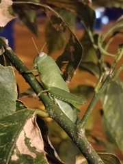 Anacridium aegyptium