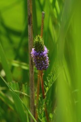 Dalea foliosa