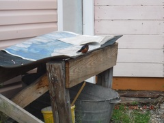 Hirundo rustica tytleri