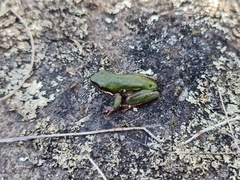 Litoria fallax