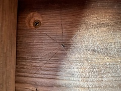 Leiobunum religiosum