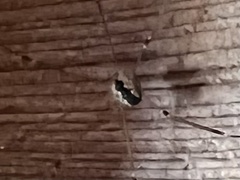 Leiobunum religiosum