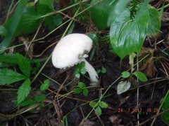 Leccinum percandidum