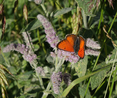 Lycaena candens
