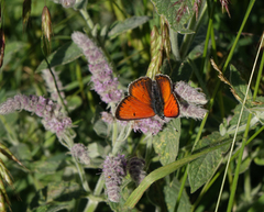 Lycaena candens