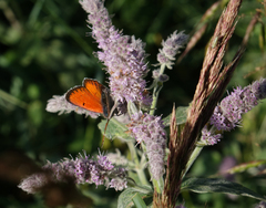 Lycaena candens