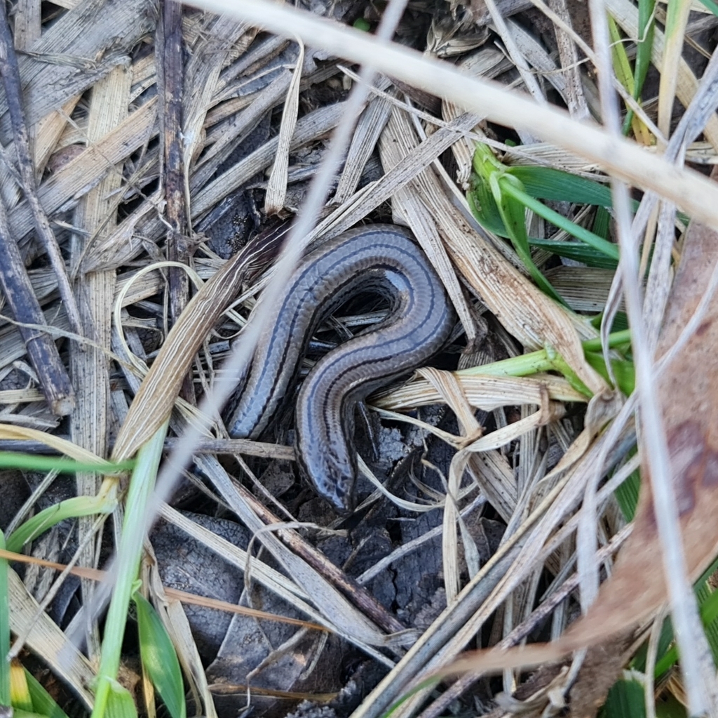 Victoria Three-toed Earless Skink