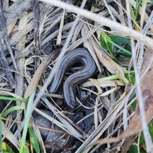 Victoria Three-toed Earless Skink