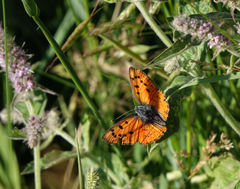 Lycaena alciphron melibaeus