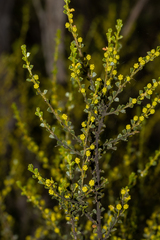Acacia rhetinocarpa