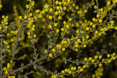 Acacia rhetinocarpa