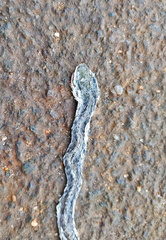 Dendrelaphis bifrenalis