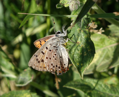 Lycaena alciphron melibaeus