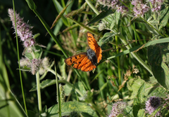 Lycaena alciphron melibaeus
