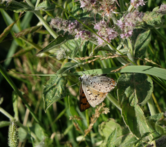 Lycaena alciphron melibaeus