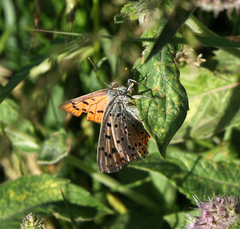 Lycaena alciphron melibaeus
