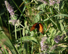 Lycaena alciphron melibaeus