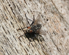 Sarcophaga subvicina