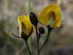 Gompholobium pinnatum