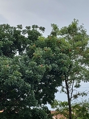 Swietenia macrophylla