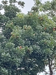 Swietenia macrophylla