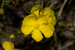 Hibbertia virgata