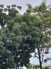 Swietenia macrophylla