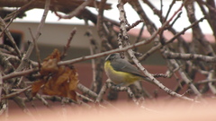 Cyanistes teneriffae palmensis