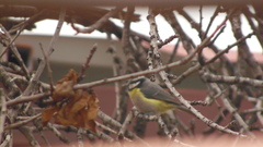 Cyanistes teneriffae palmensis