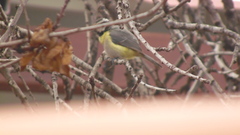 Cyanistes teneriffae palmensis