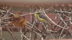 Cyanistes teneriffae palmensis
