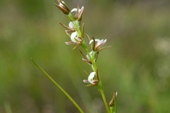 Prasophyllum odoratum