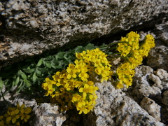 Draba lemmonii