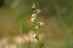 Prasophyllum odoratum
