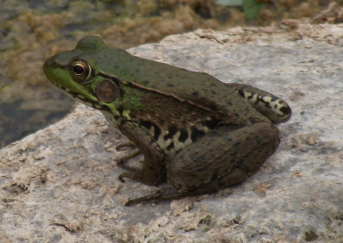 lithobates clamitans melanota Northern Green Frog (Subspecies melanota) · iNaturalist Shade:Light Fat Metabolism Glutathione Reductase Expression and