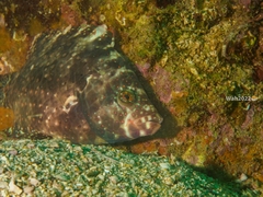 Cheilinus chlorourus