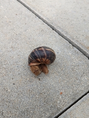 Helix lucorum